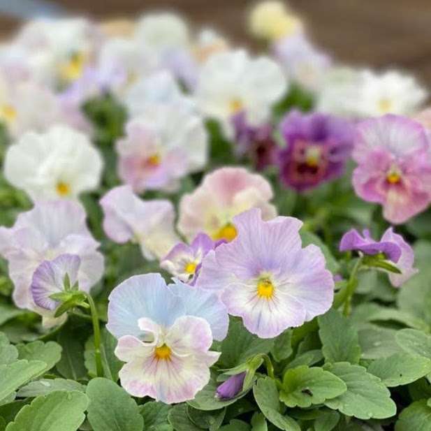 マイナーだけど魅力ある花〖植物〗