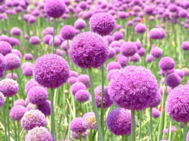 マイナーだけど魅力ある花〖植物〗