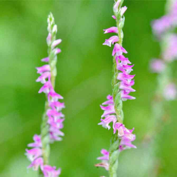 マイナーだけど魅力ある花〖植物〗