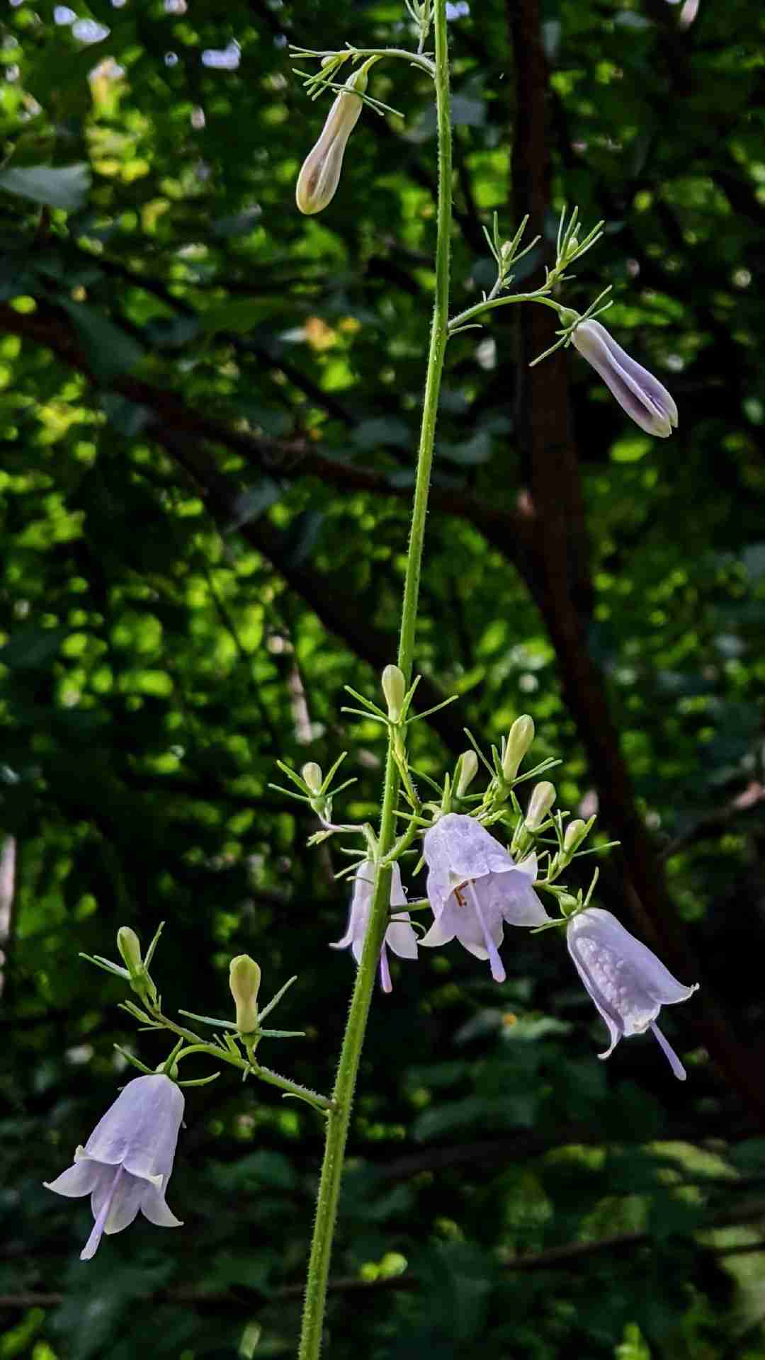 マイナーだけど魅力ある花〖植物〗