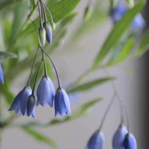 マイナーだけど魅力ある花〖植物〗