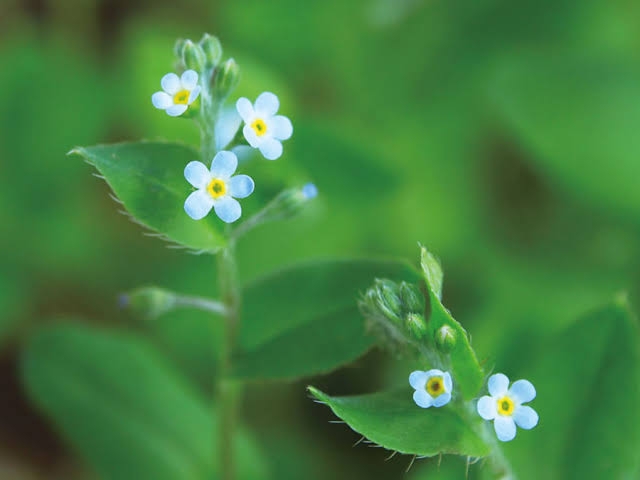 マイナーだけど魅力ある花〖植物〗