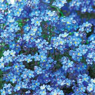 マイナーだけど魅力ある花〖植物〗