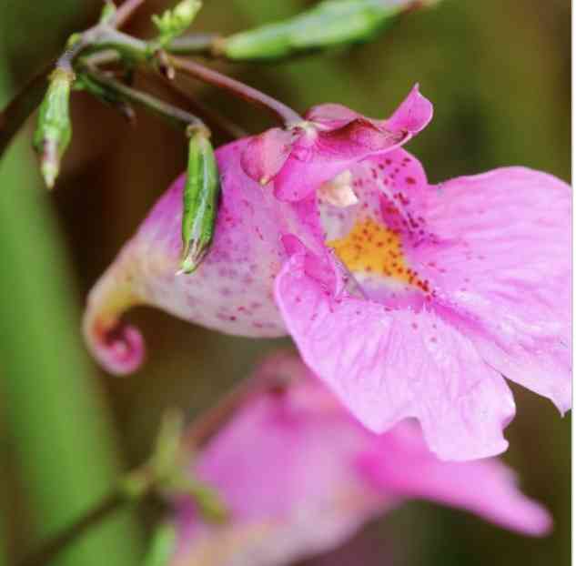 マイナーだけど魅力ある花〖植物〗