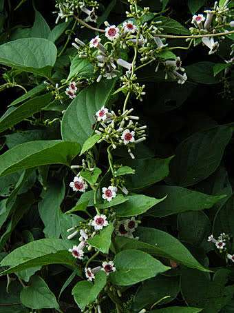 マイナーだけど魅力ある花〖植物〗