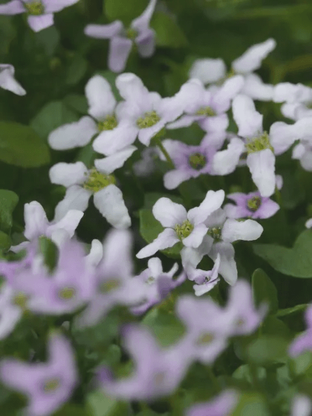 マイナーだけど魅力ある花〖植物〗