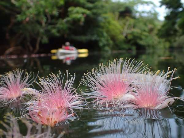 マイナーだけど魅力ある花〖植物〗