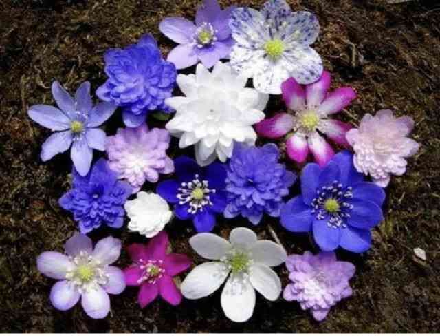 マイナーだけど魅力ある花〖植物〗
