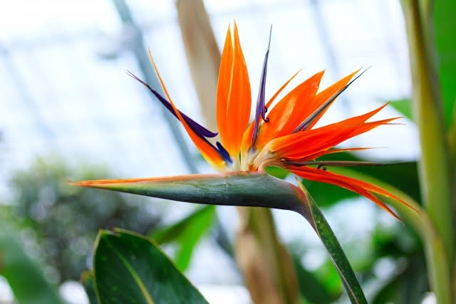 マイナーだけど魅力ある花〖植物〗