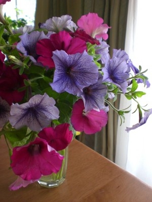 マイナーだけど魅力ある花〖植物〗
