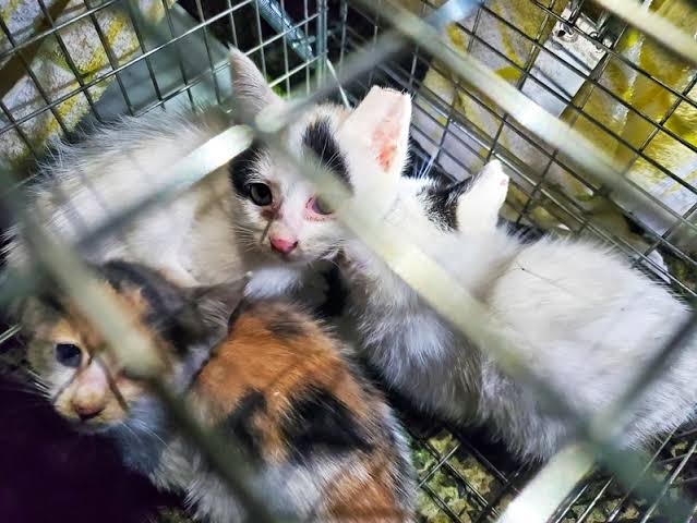 片耳の一部を切られた子ネコ4匹発見…虐待か　首の周りには網のようなひも　長崎県