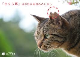 片耳の一部を切られた子ネコ4匹発見…虐待か　首の周りには網のようなひも　長崎県