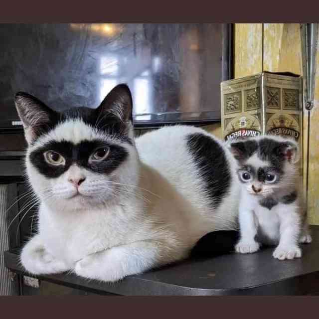 似た者同士がくっつくんだな。と思ったエピソード