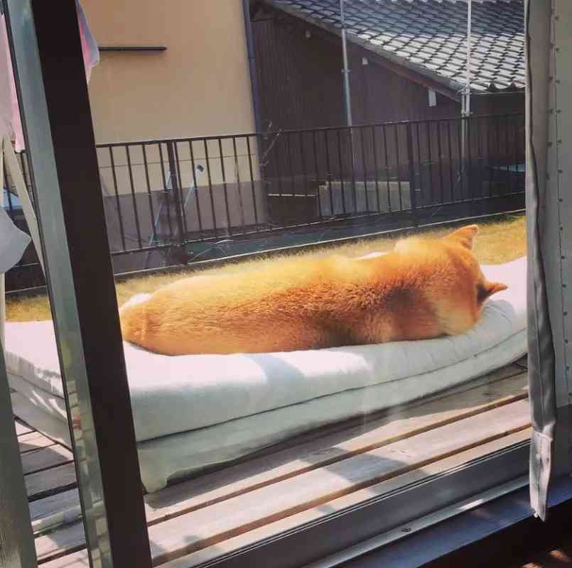 白い柴犬の朝・昼・夕方・夜を観察してみた結果→「はやくこれになりたい」「うらやましい限りです」