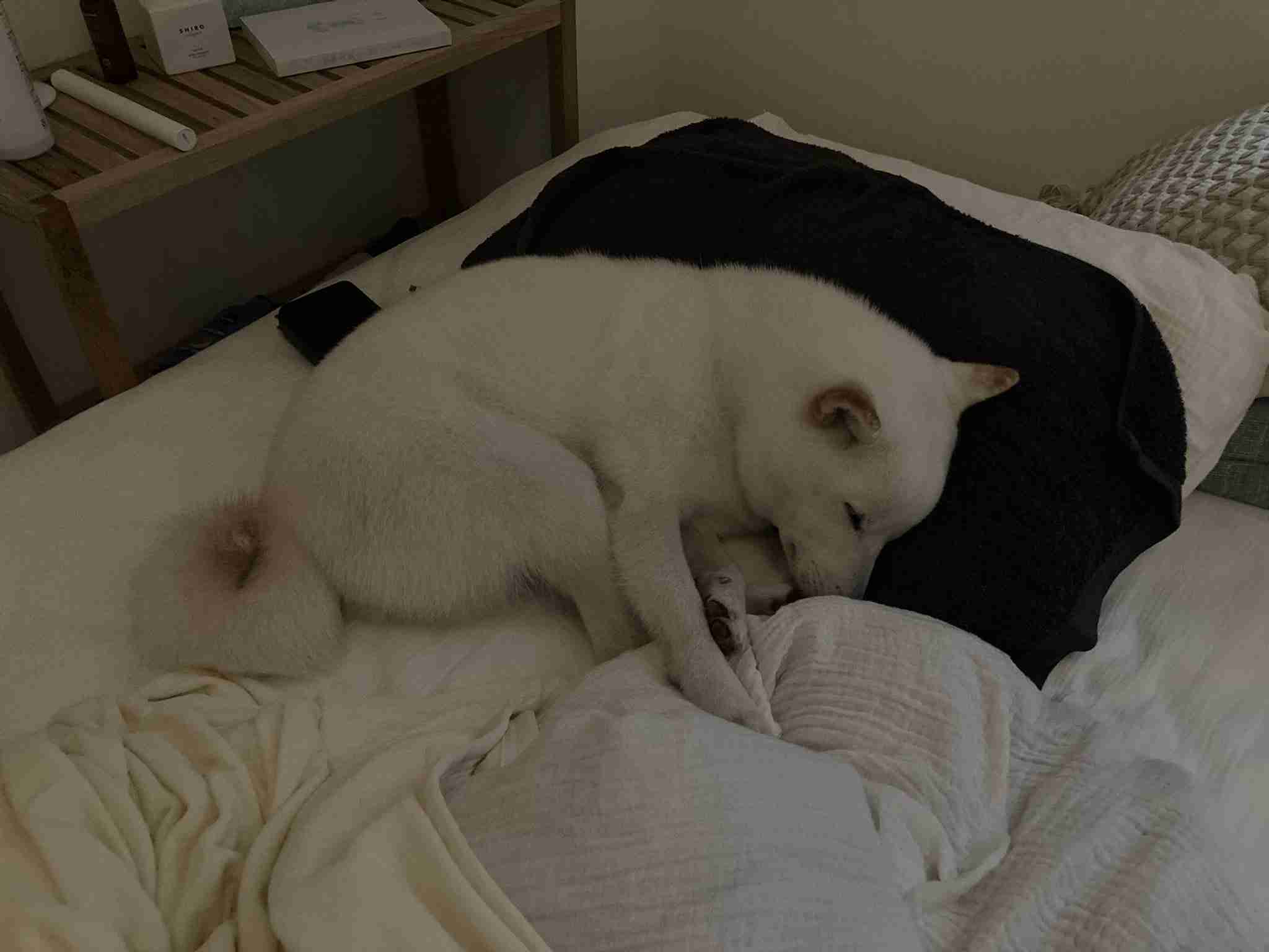 白い柴犬の朝・昼・夕方・夜を観察してみた結果→「はやくこれになりたい」「うらやましい限りです」