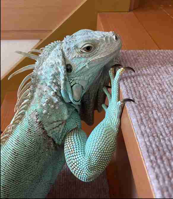 アレルギーでも飼えるペット