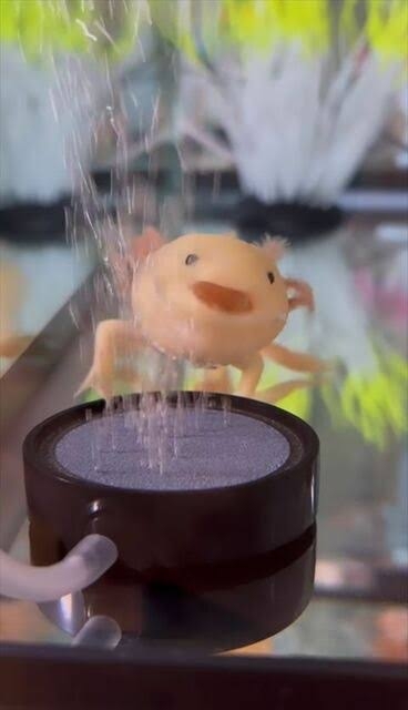 アレルギーでも飼えるペット