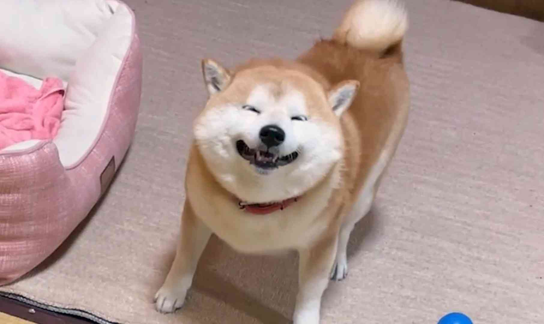 愛犬と一緒にフライト&高級温泉プラン…スターフライヤーと星野リゾート、14万円台から