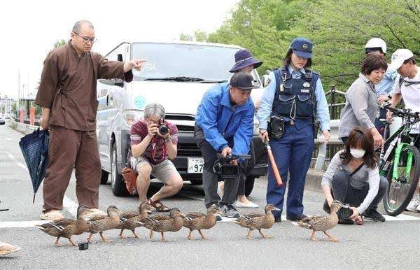 カルガモ親子の引っ越し、“手伝い”は「平和の証し」？「人間のエゴ」？賛否の声