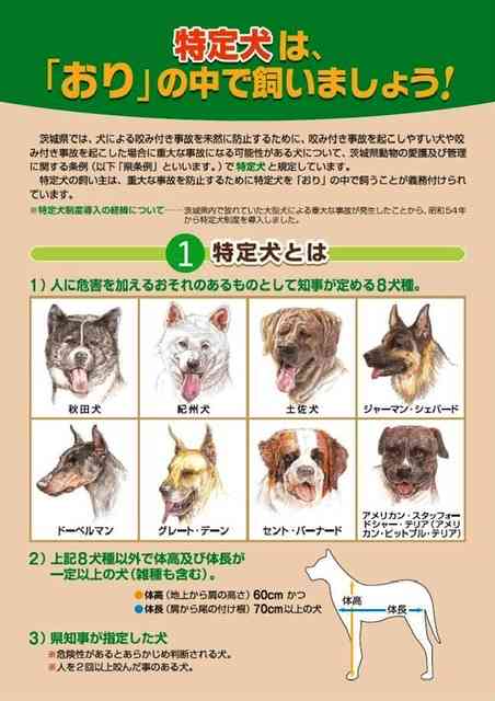 逃走した体重40キロ秋田犬、自力で帰る　茨城・稲敷