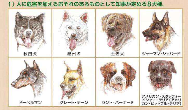 逃走した体重40キロ秋田犬、自力で帰る　茨城・稲敷