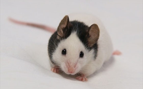 【生き物なんでも】動物を保護したことのある人、エピソードを教えてください