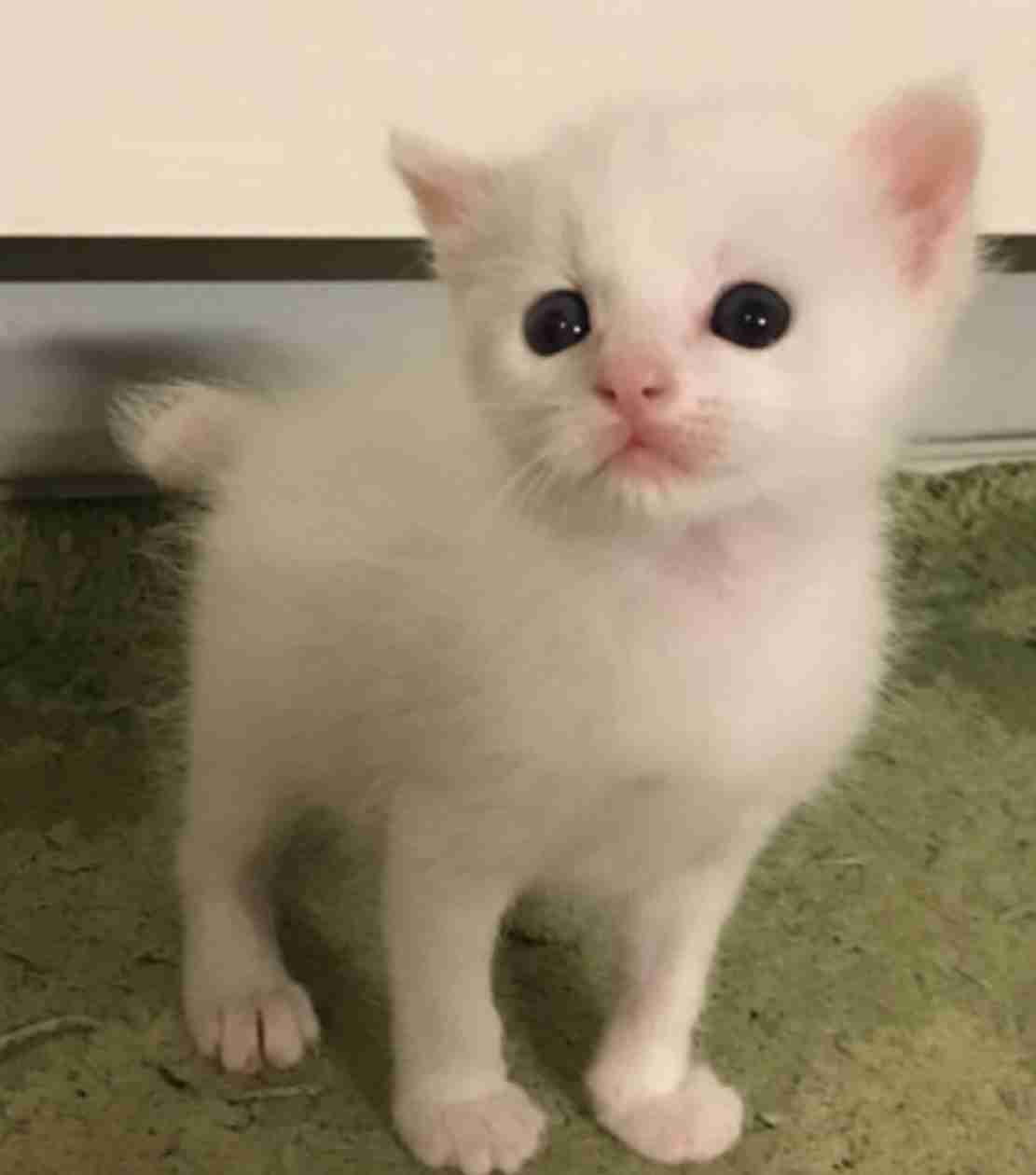 【生き物なんでも】動物を保護したことのある人、エピソードを教えてください