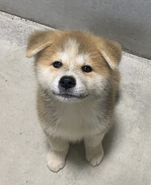 【生き物なんでも】動物を保護したことのある人、エピソードを教えてください
