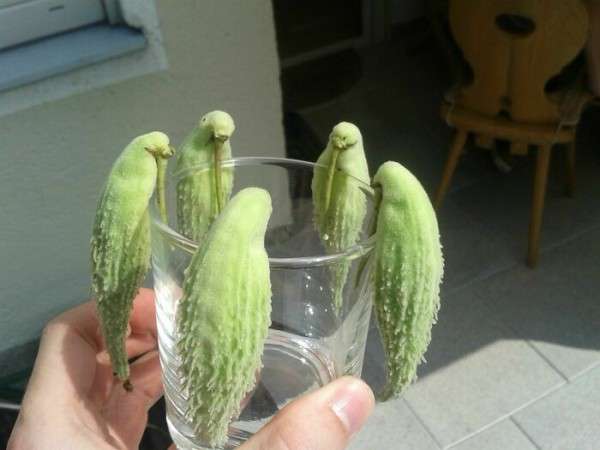 日々の癒し何がありますか？🍀