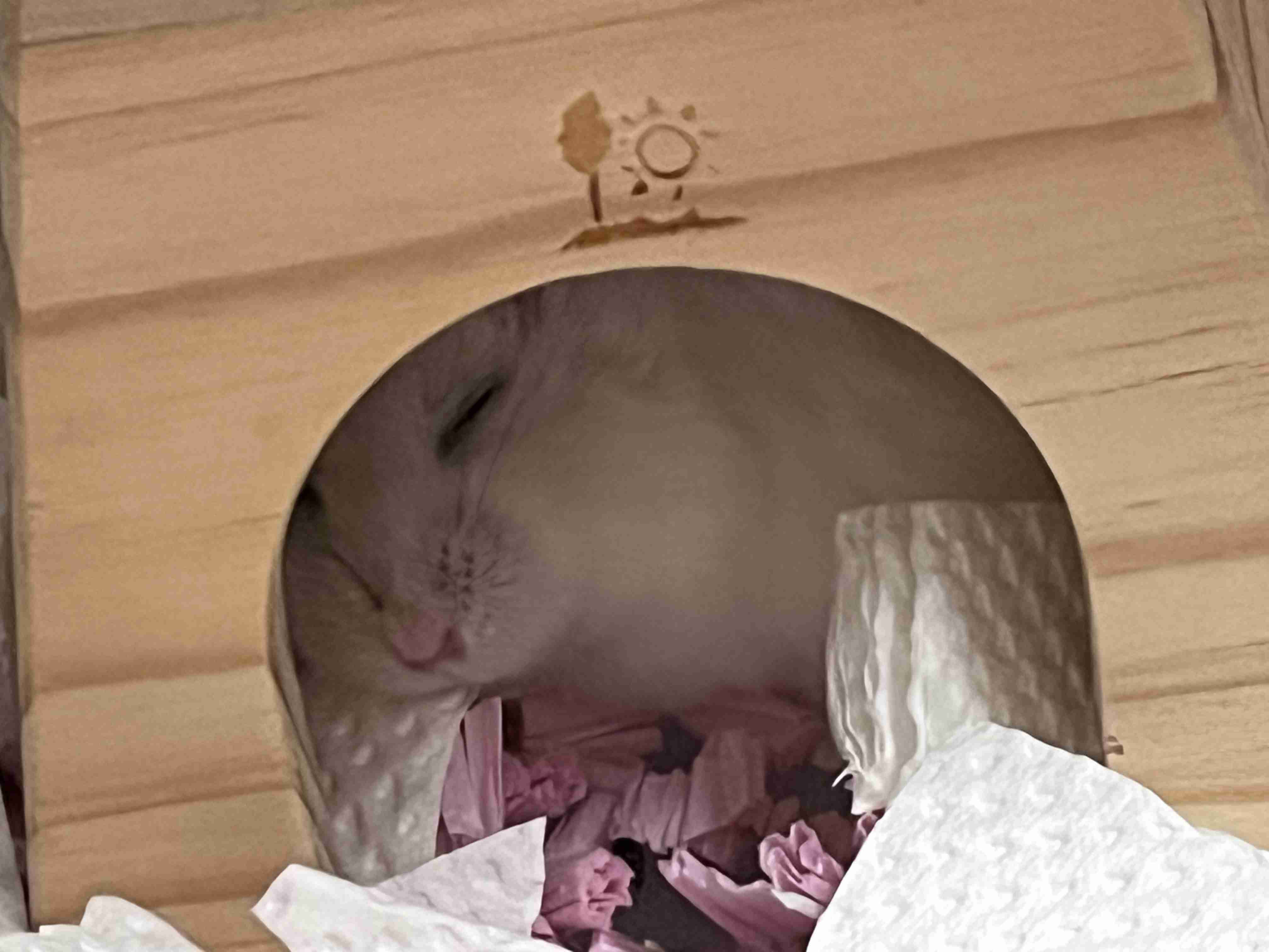 日々の癒し何がありますか？🍀