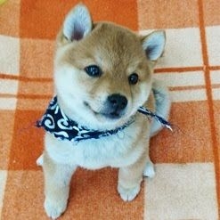 生活の一部になってるもの