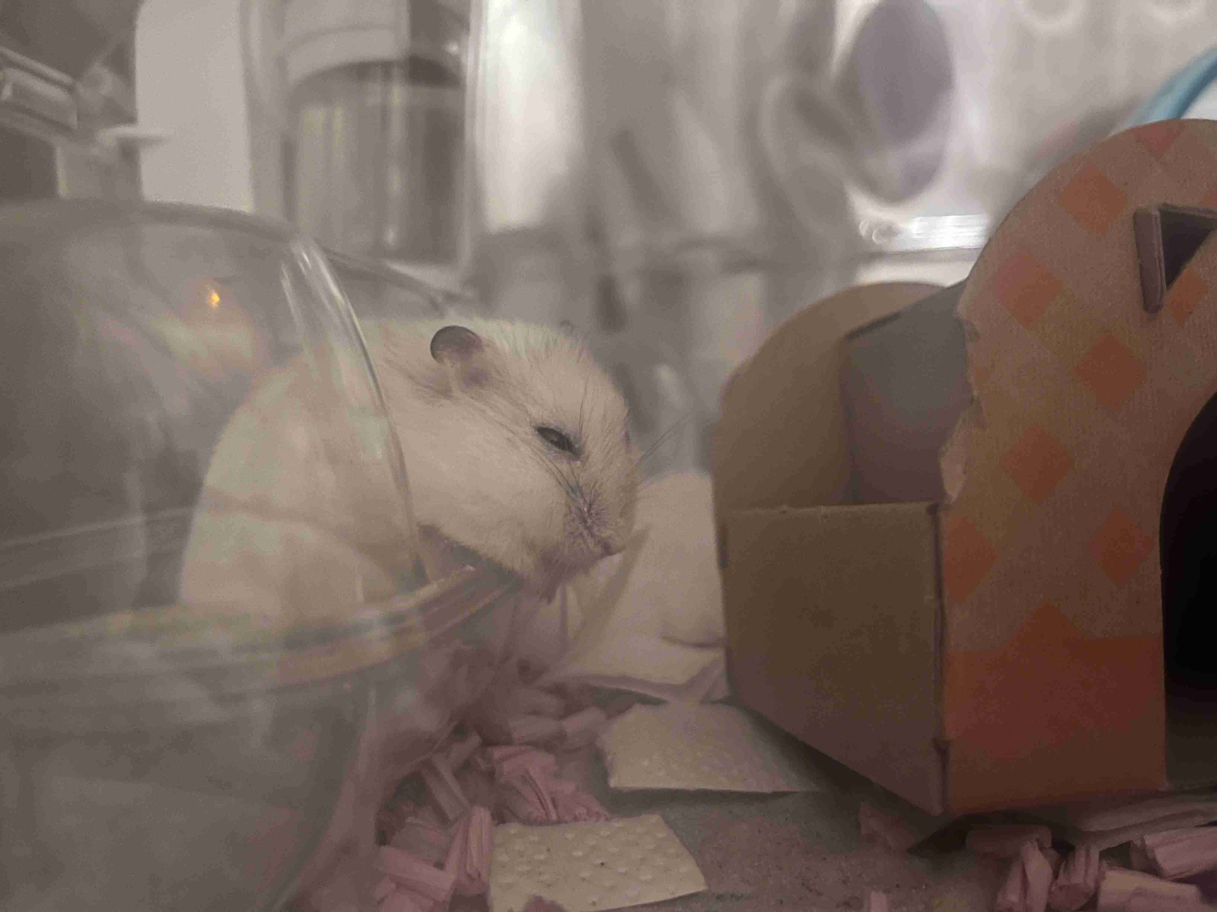 最近、人間以外に話しかけた言葉を書き込むトピ