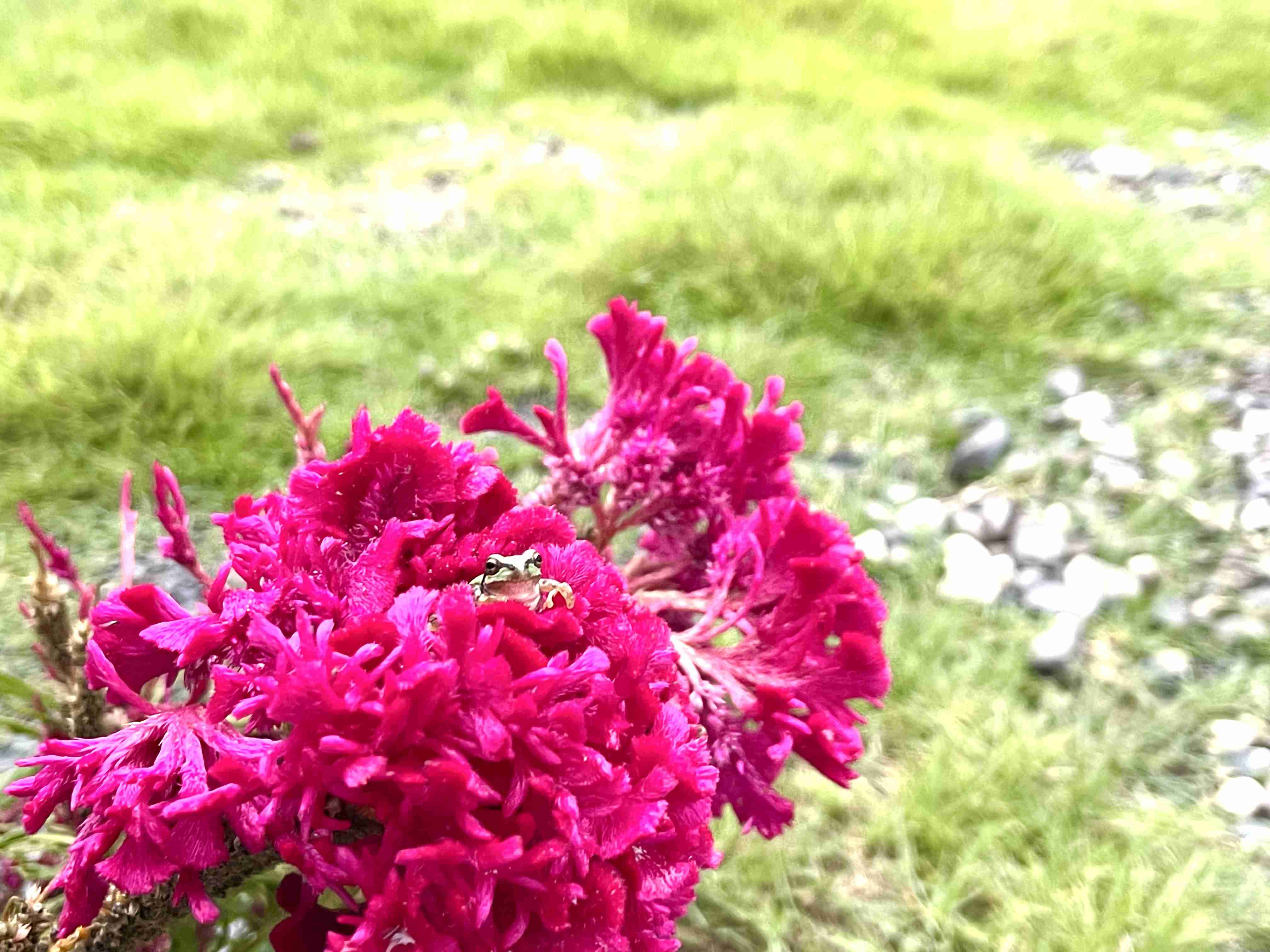 最近、人間以外に話しかけた言葉を書き込むトピ