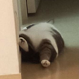 ペットの謎行動をみんなで考察してみるトピ