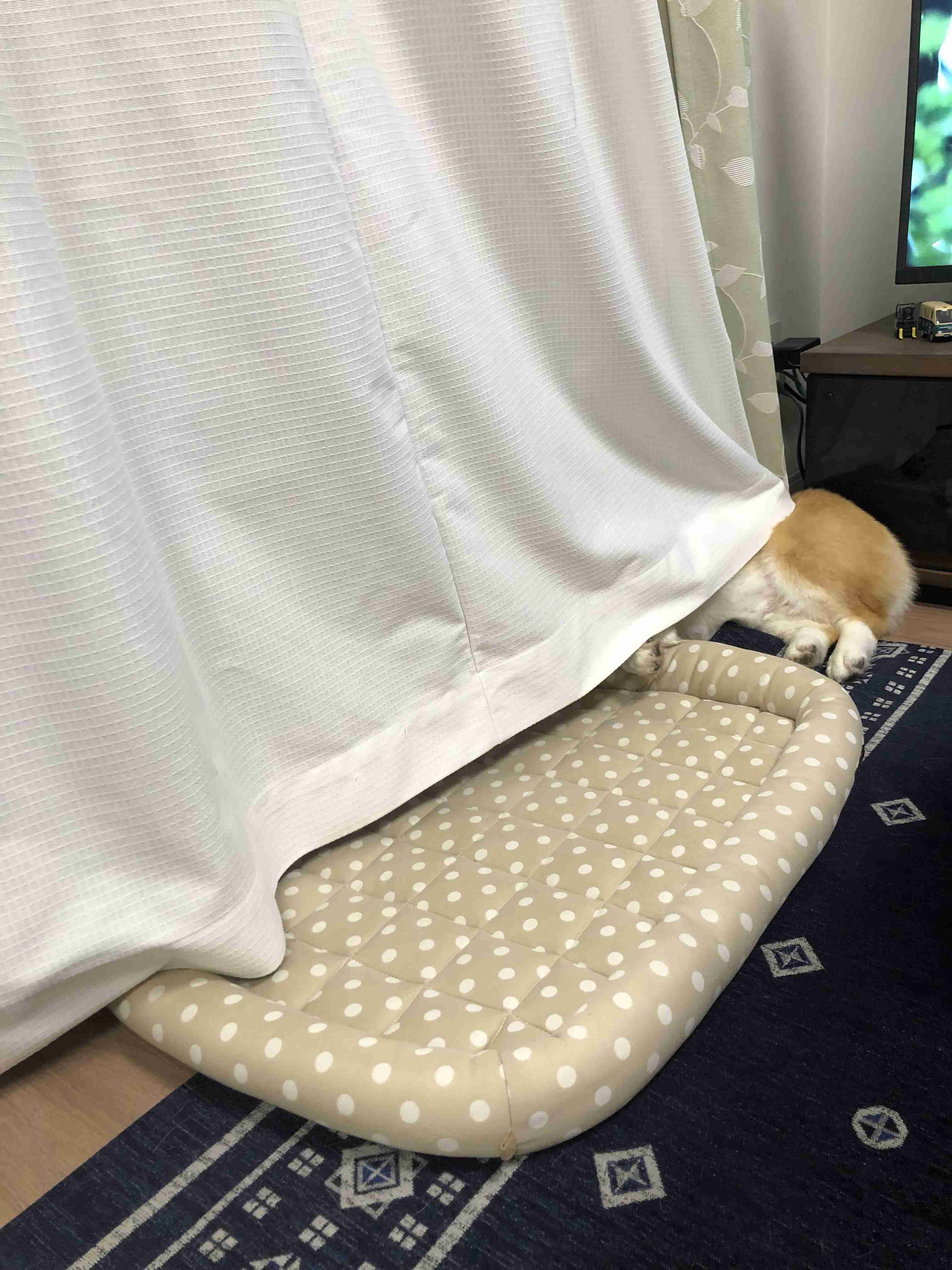 ペットの謎行動をみんなで考察してみるトピ