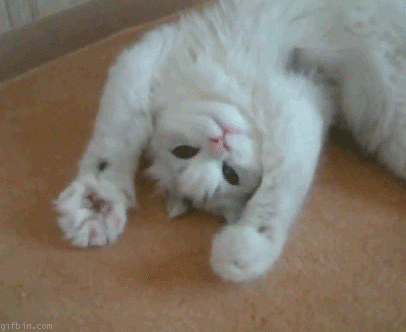 ペットの謎行動をみんなで考察してみるトピ