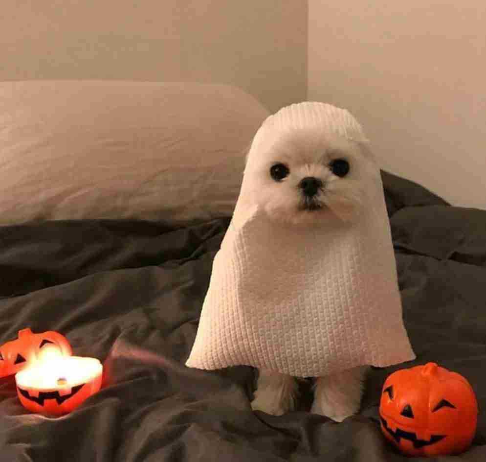 仮装・コスプレ経験のあるガル民集合