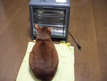 夏日地点ぐっと少なく　今夜は気温急降下　あす18日は北風ピューピュー11月並み