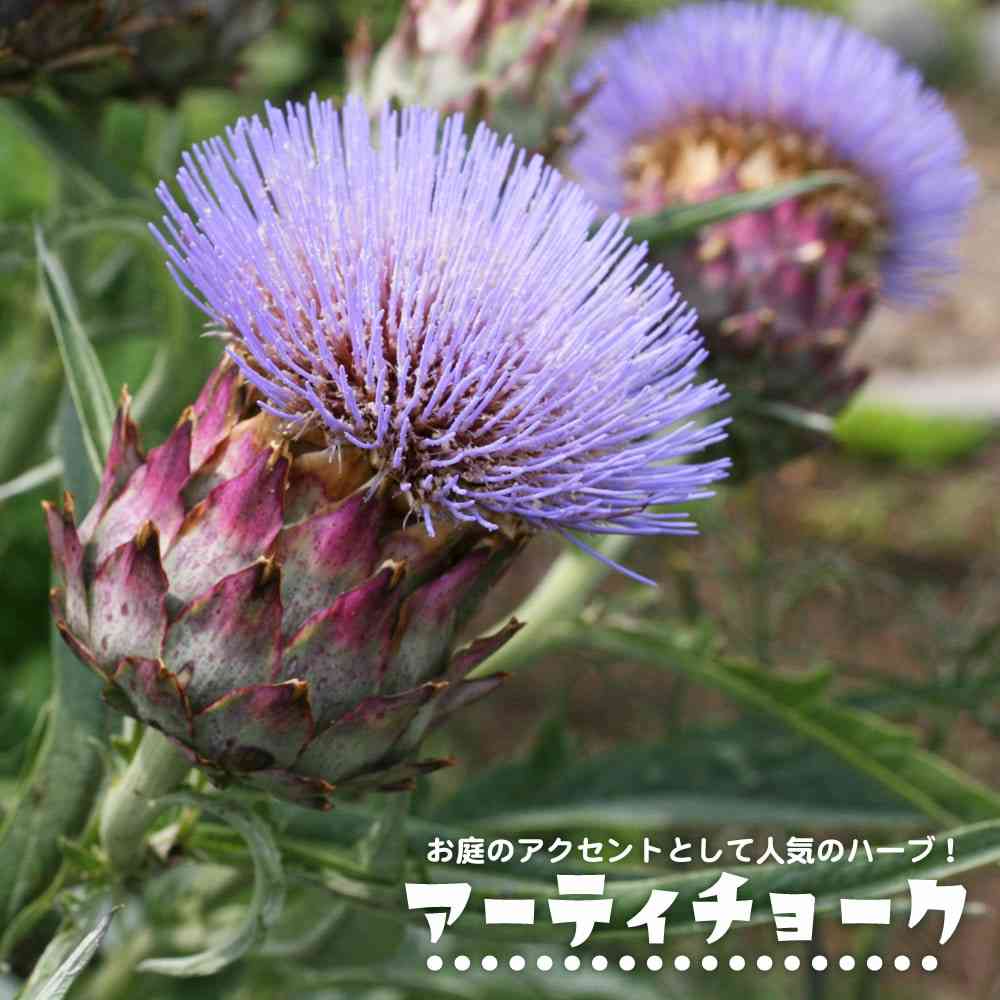 杏、メッシュ入りショートヘアでフランス生活を満喫 父・渡辺謙への連絡は「まあしている」