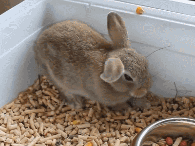 ここ最近ガルちゃんでコメントしてなかった人