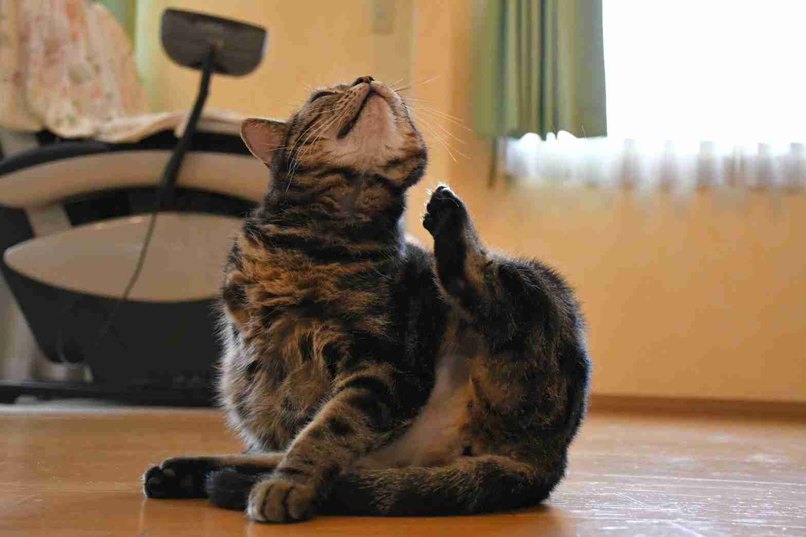「30秒以内にねこを5匹見つけてください」 難易度高すぎる写真問題に2.9万人苦戦
