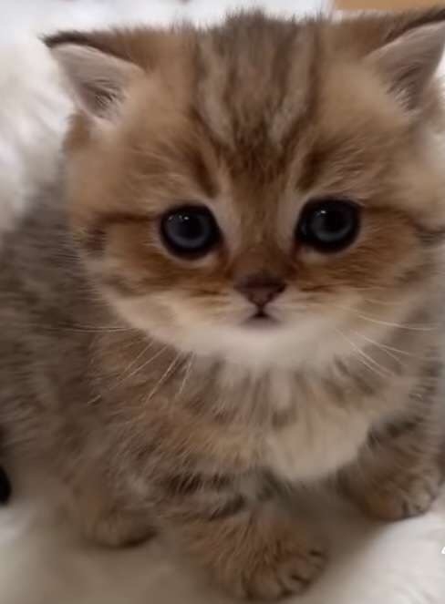 「30秒以内にねこを5匹見つけてください」 難易度高すぎる写真問題に2.9万人苦戦