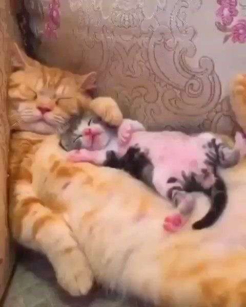 「30秒以内にねこを5匹見つけてください」 難易度高すぎる写真問題に2.9万人苦戦