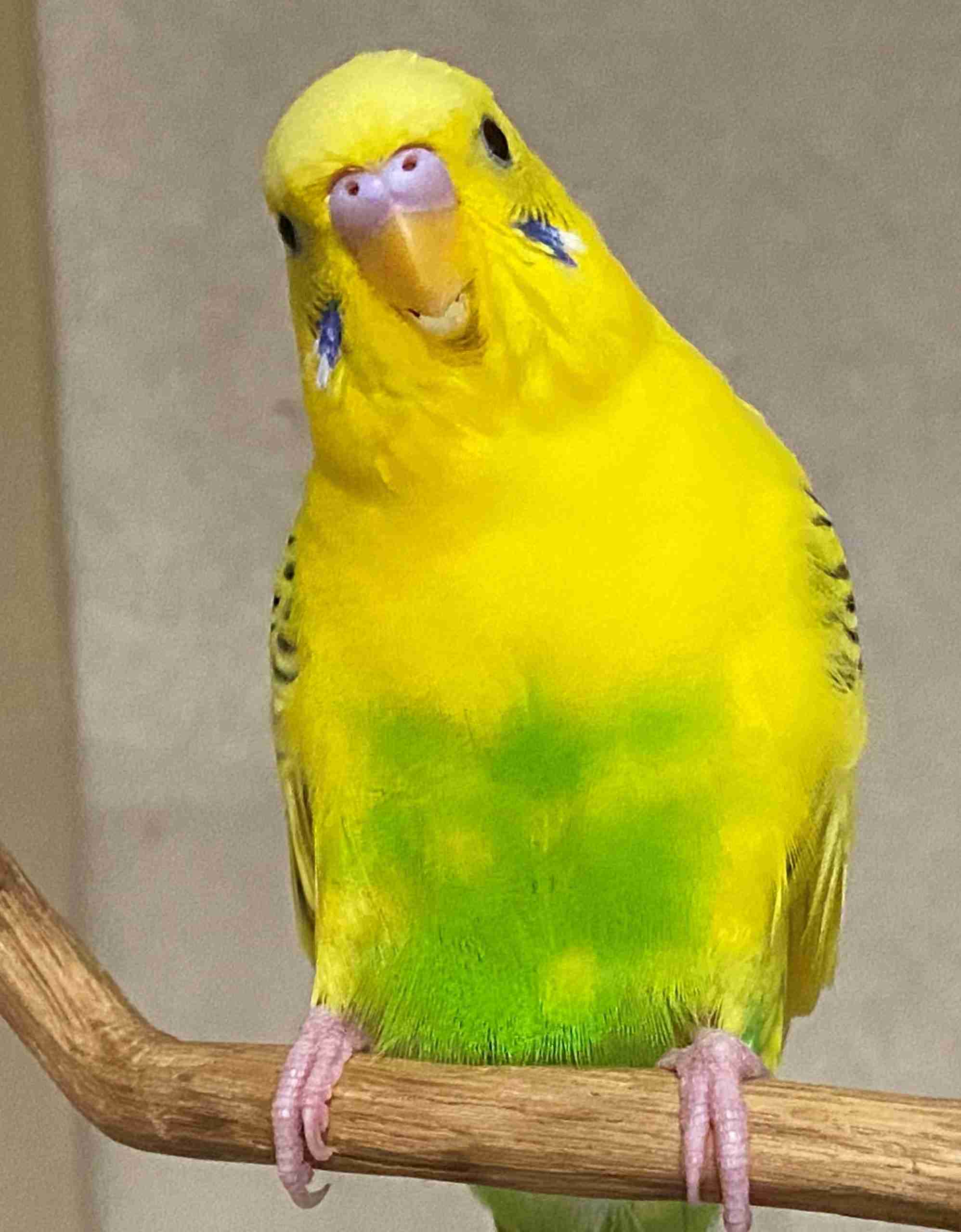 一人暮らしで寂しい人