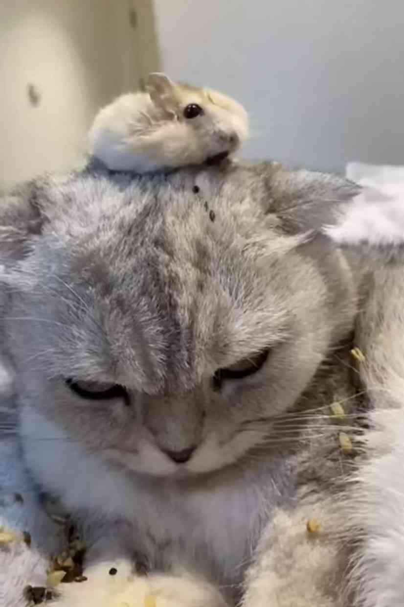 心の声が伝わってくる画像 Part2