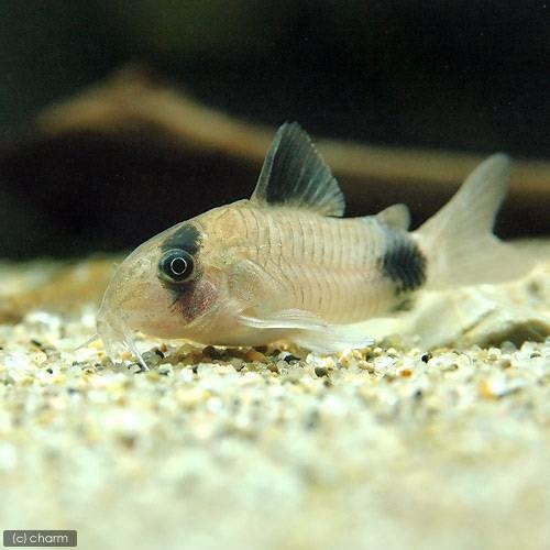 この名前で真っ先に思い浮かんだ方はどっち？