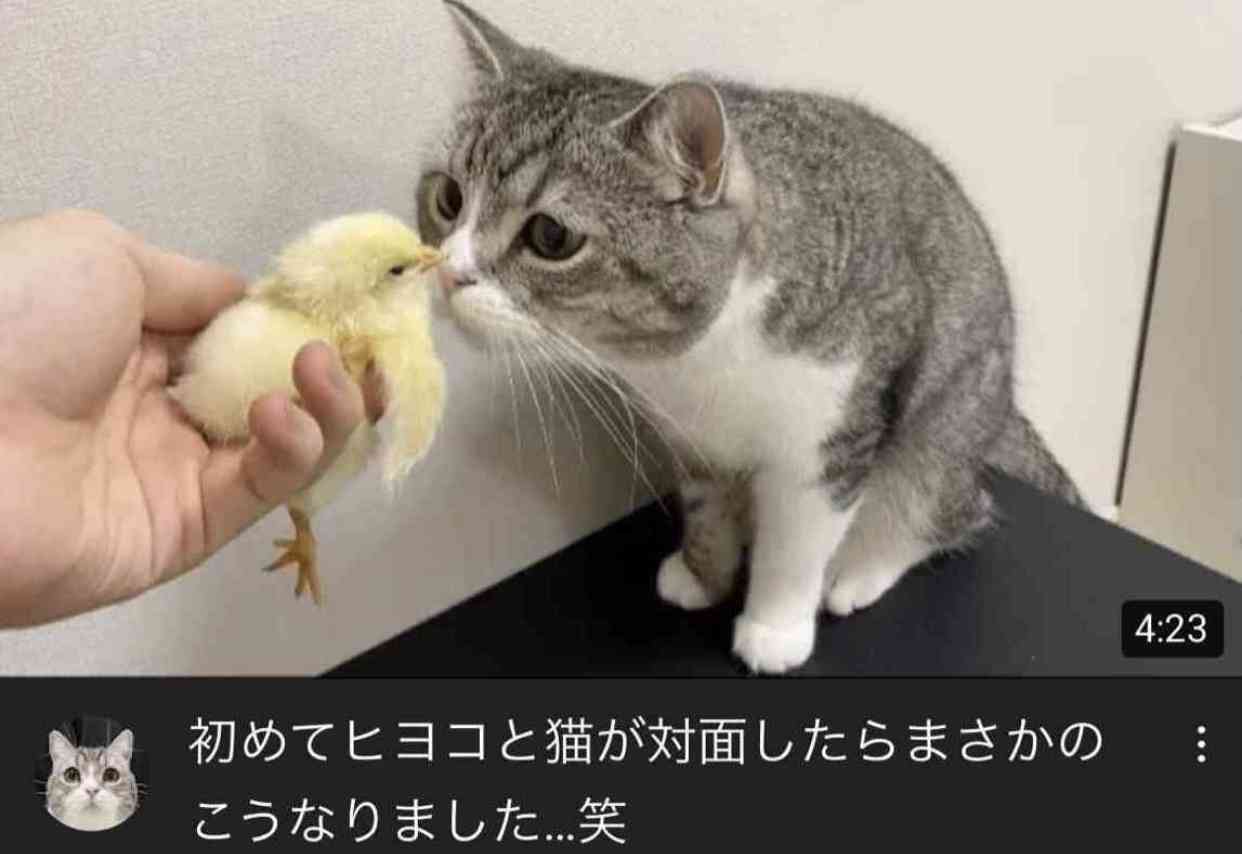 人気猫YouTuberもちまる、猫を観覧車に乗せ炎上「再生回数のためにここまで…」批判集まる