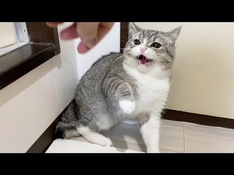 人気猫YouTuberもちまる、猫を観覧車に乗せ炎上「再生回数のためにここまで…」批判集まる