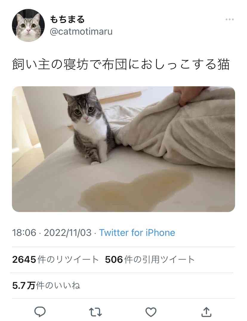 人気猫YouTuberもちまる、猫を観覧車に乗せ炎上「再生回数のためにここまで…」批判集まる
