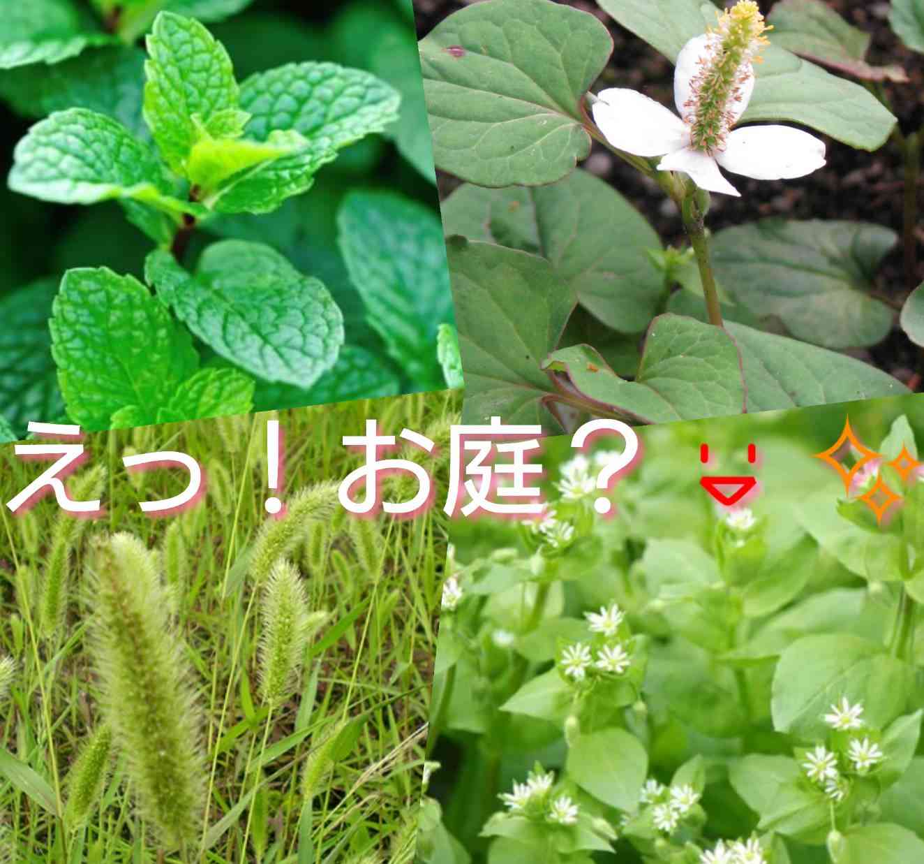 庭、必要ですか?
